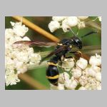 Symmorphus bifasciatus - Lehmwespe 03.jpg